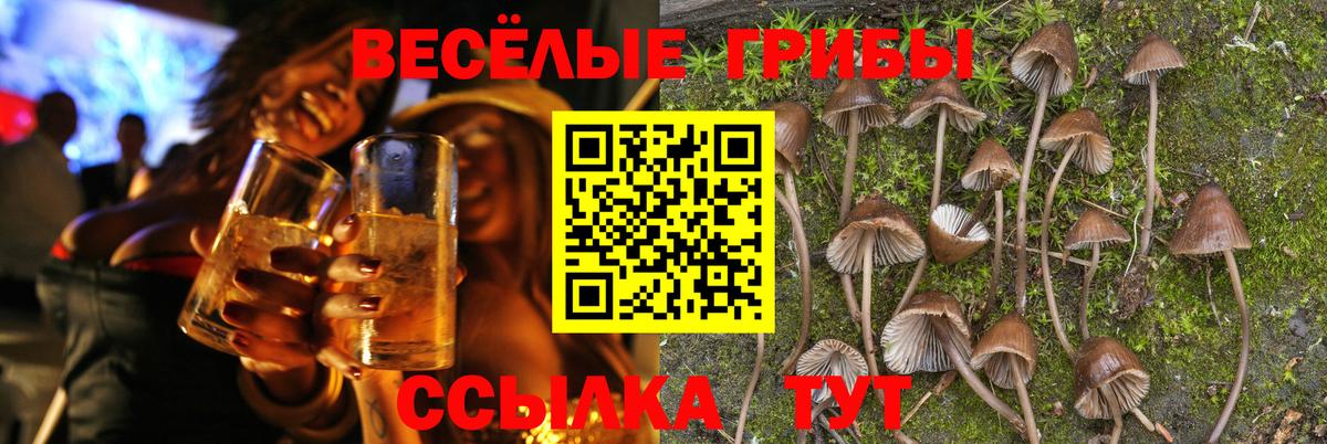 Псилоцибиновые грибы мицелий Гурьевск